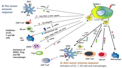 The role of exosomes in liver cancer: comprehensive insights from biological function to therapeutic applications